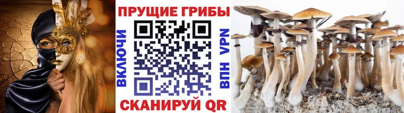 Купить где  Солигалич  Галлюциногенные грибы MAGIC MUSHROOMS 